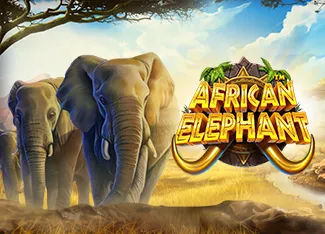 African Elephant - ATHENA777